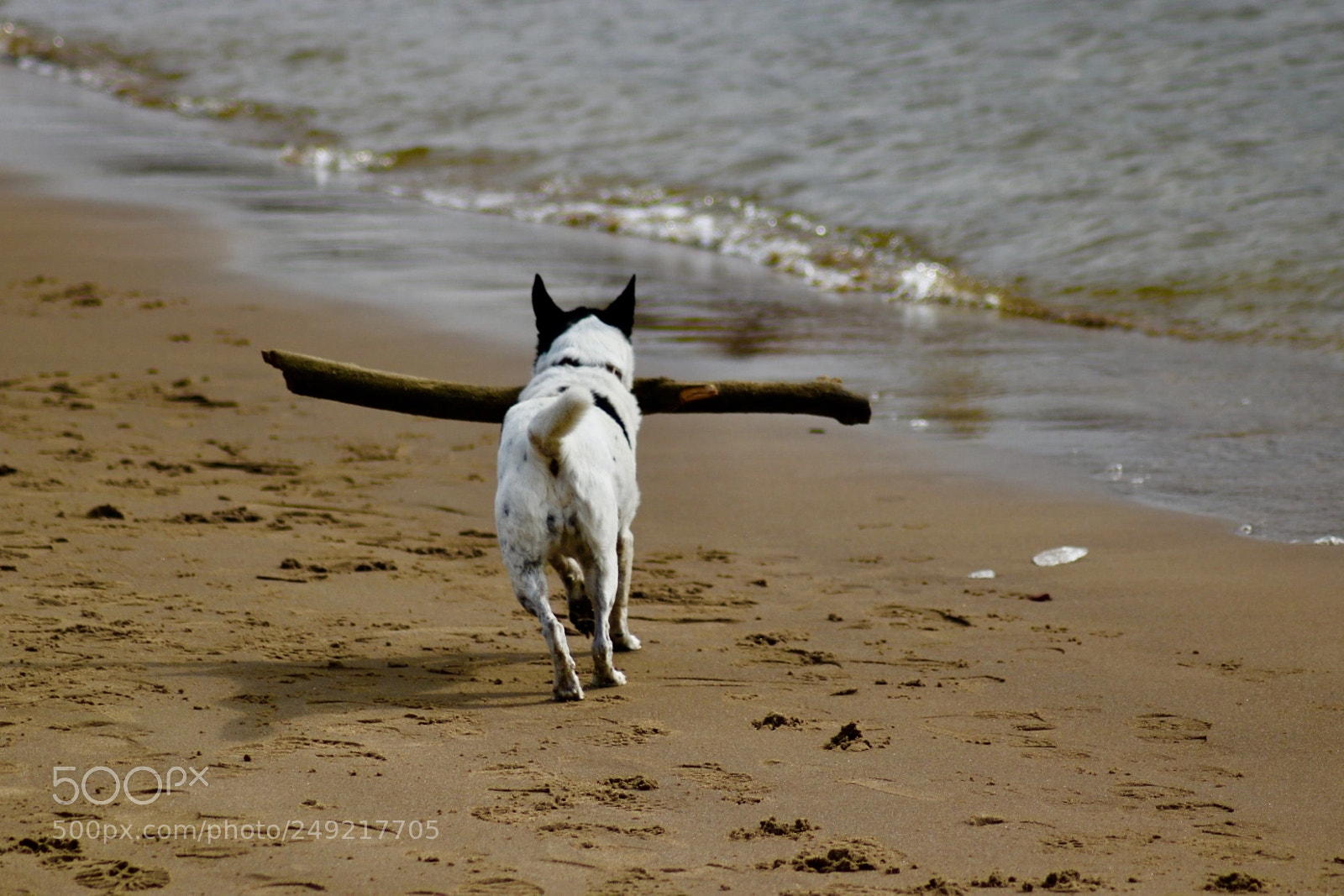 Canon EOS 750D (EOS Rebel T6i / EOS Kiss X8i) sample photo. Dog on the beach photography