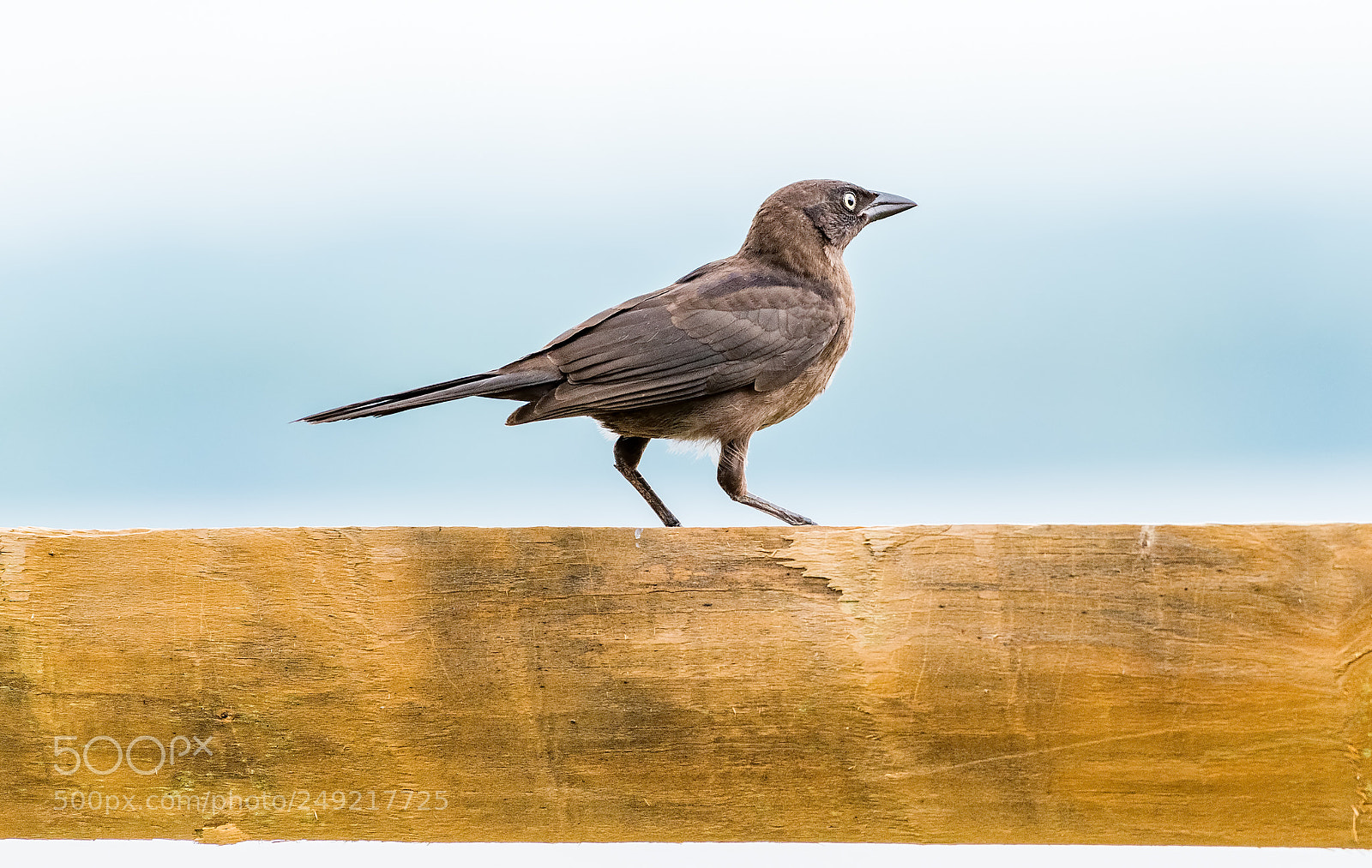 Nikon D800 sample photo. Juvenile common grackle photography