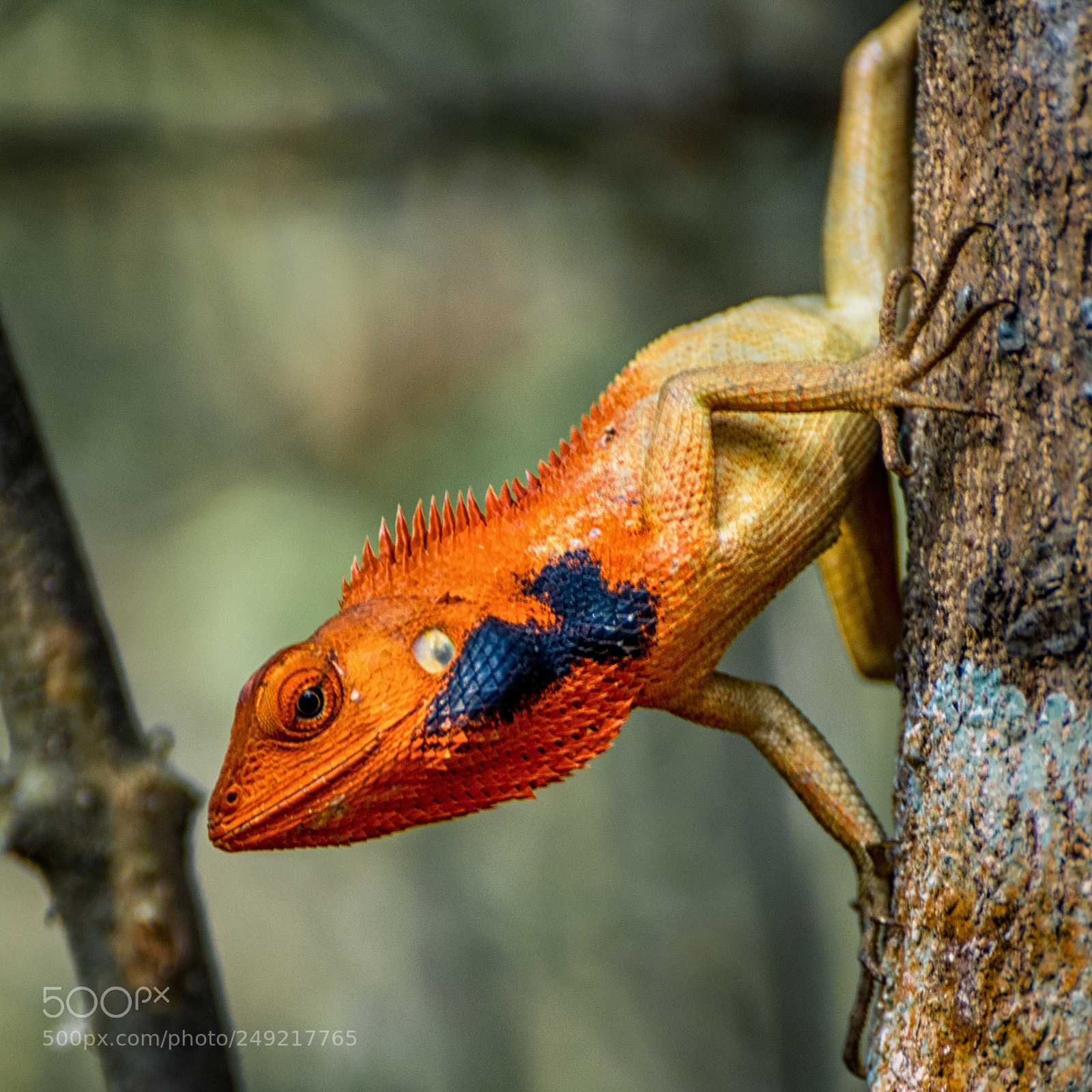 Nikon D5300 sample photo. Garden lizard photography