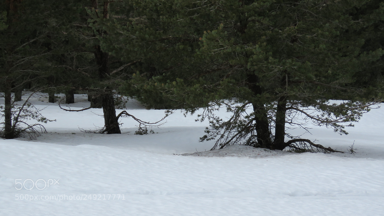 Canon PowerShot SX60 HS sample photo. Snow photography