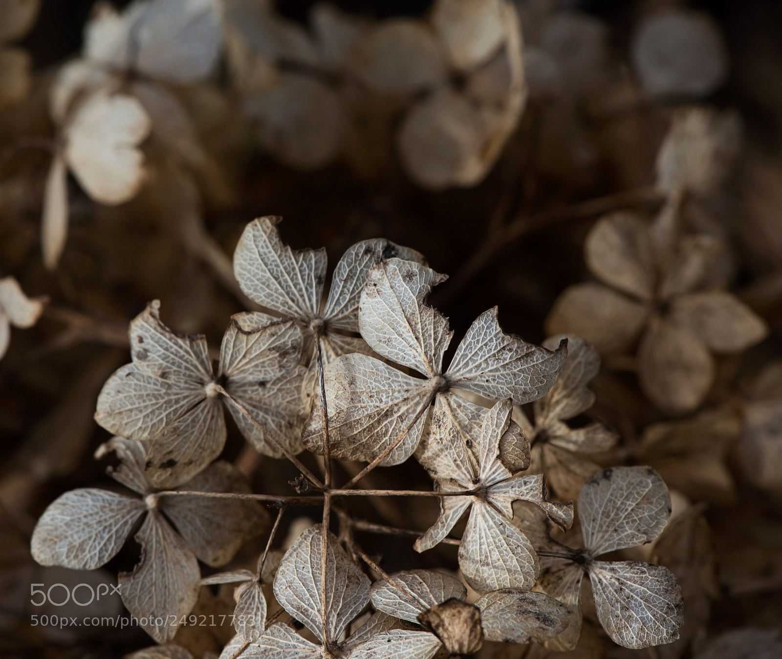 Nikon D800 sample photo. Fading photography