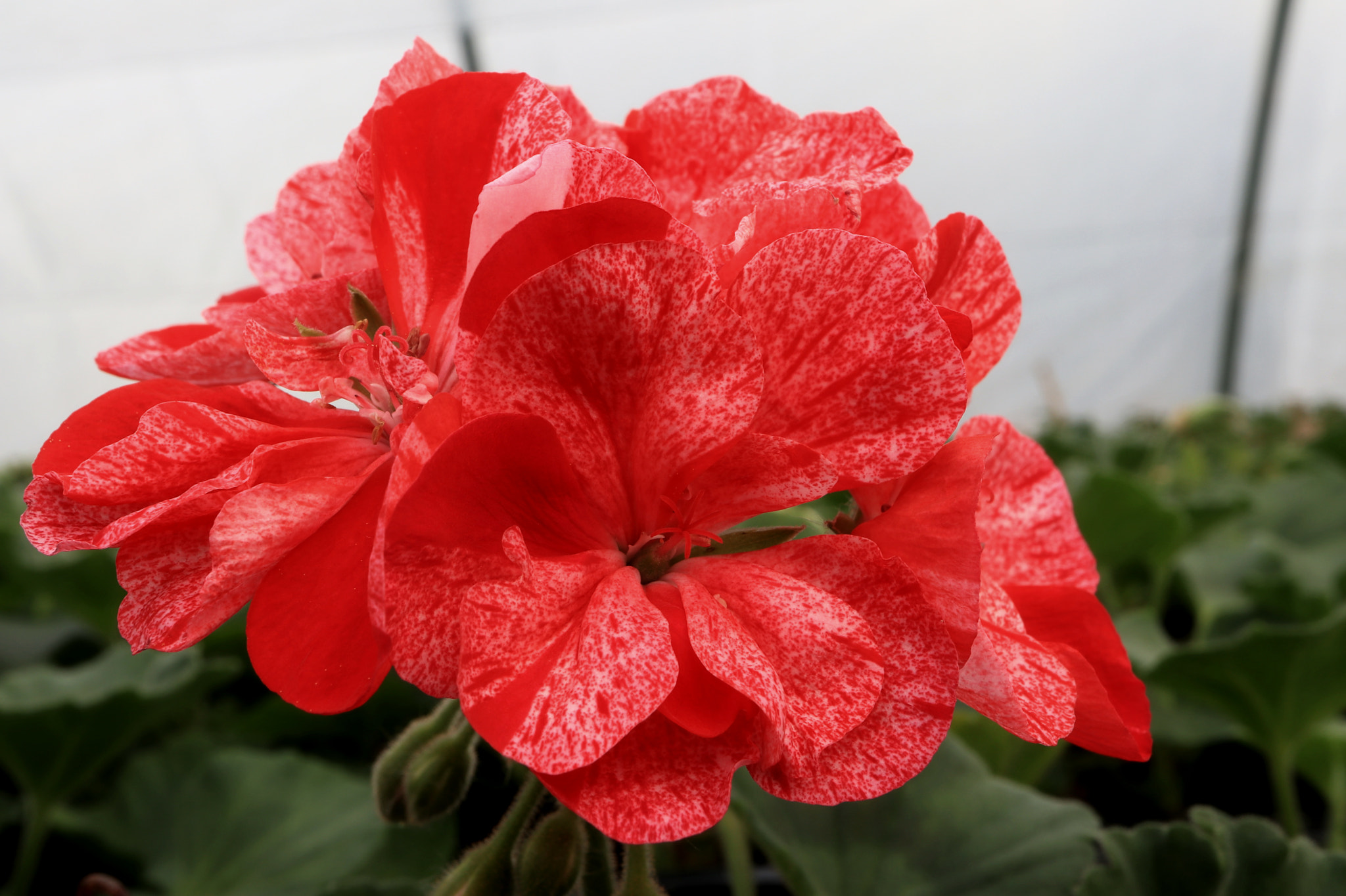 Canon EF-M 28mm F3.5 Macro IS STM sample photo. Pelargonium new photography