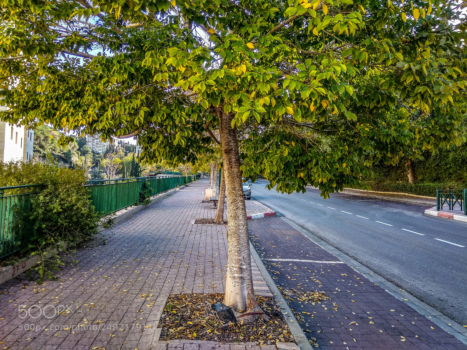 Xiaomi Redmi Note 4 sample photo. Tree photography