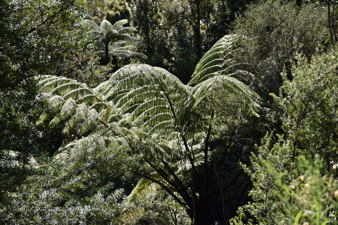 Nikon D7200 sample photo. Nz 084 - farn photography