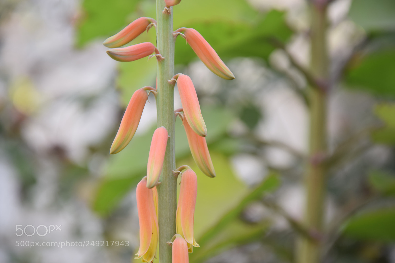 Nikon D5300 sample photo. Leaf photography