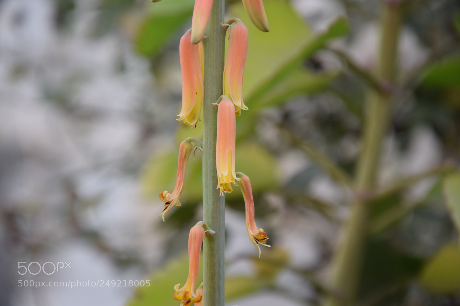Nikon D5300 sample photo. Leaf photography