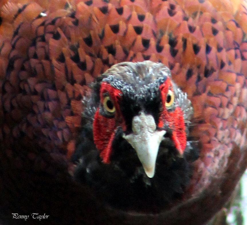 Canon EF 75-300mm f/4-5.6 sample photo. Angry bird photography