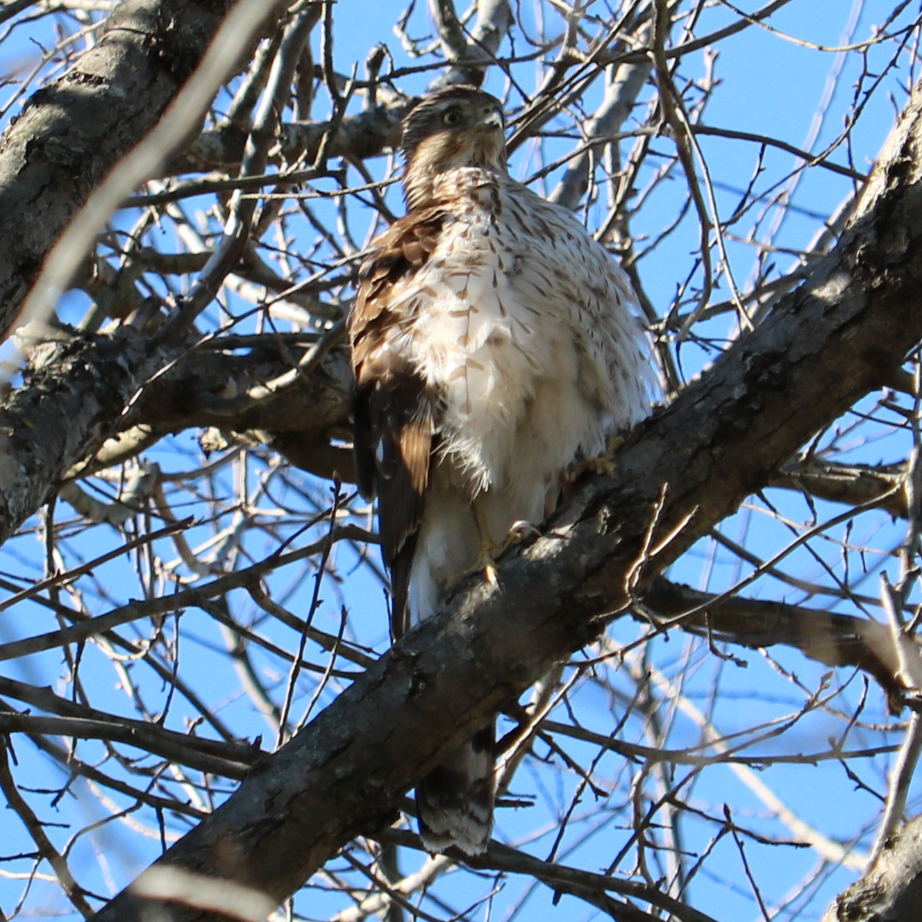 Canon EF-S 55-250mm F4-5.6 IS STM sample photo. Bird of prey photography