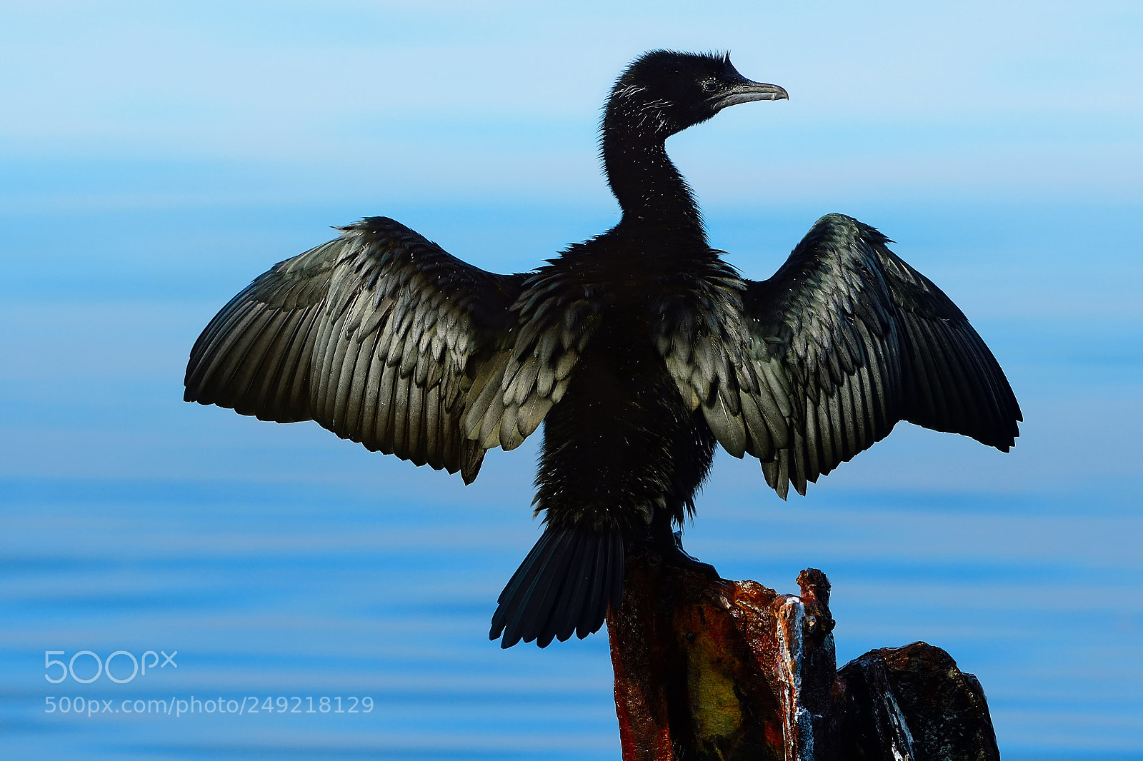 Nikon D500 sample photo. Pygmy cormorant/microcarbo pygmeus photography