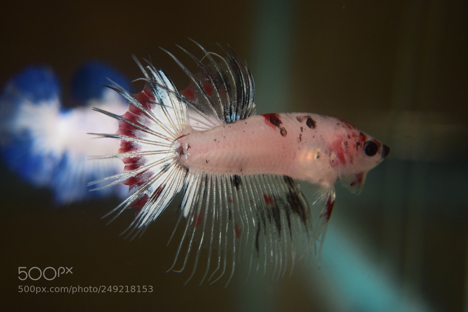 Nikon D3300 sample photo. Betta fish photography