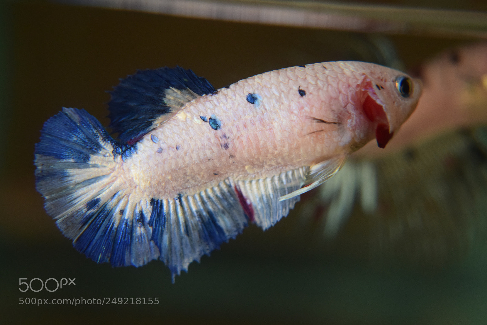 Nikon D3300 sample photo. Betta fish photography