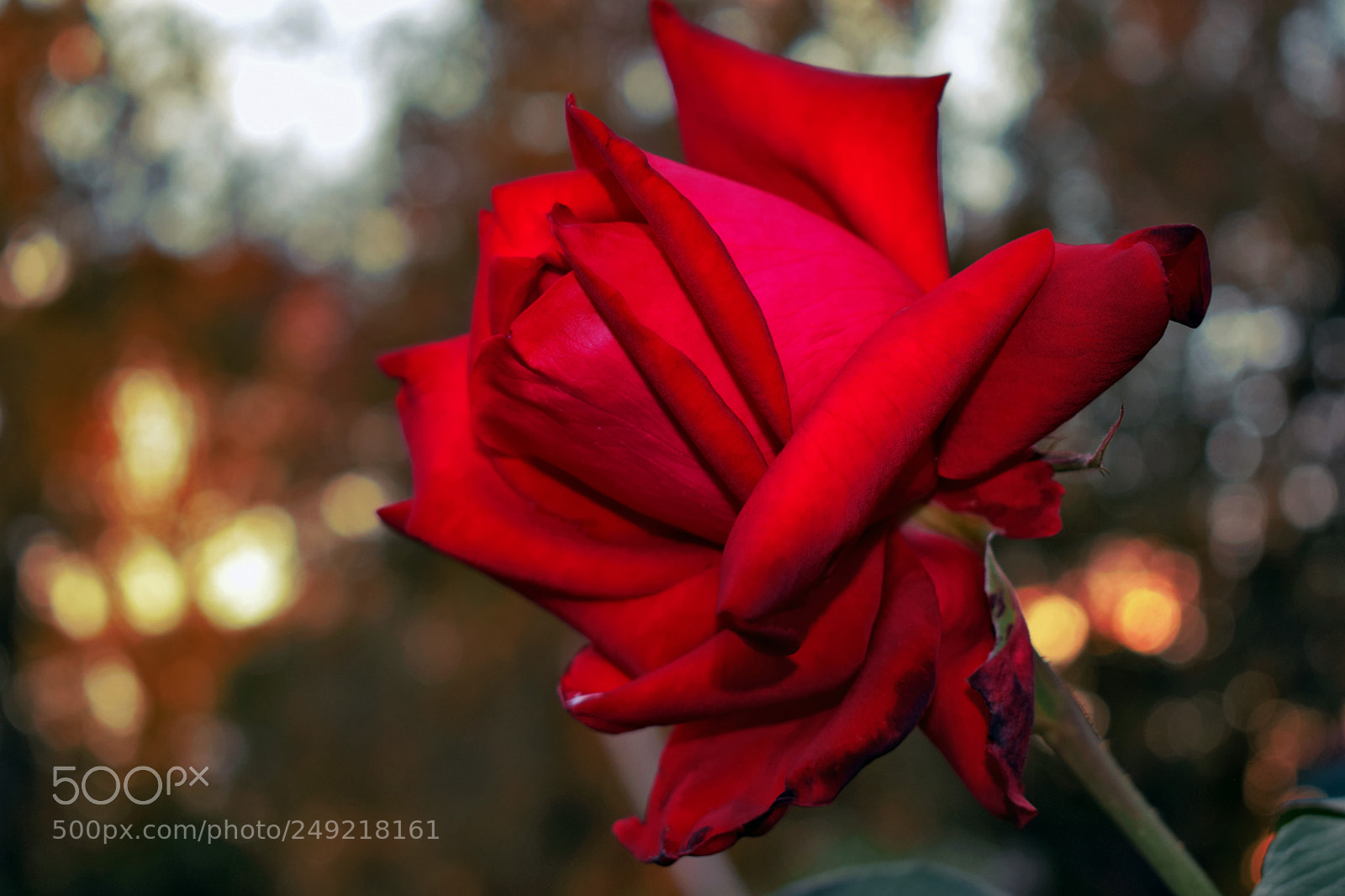 Nikon D3300 sample photo. Роза photography