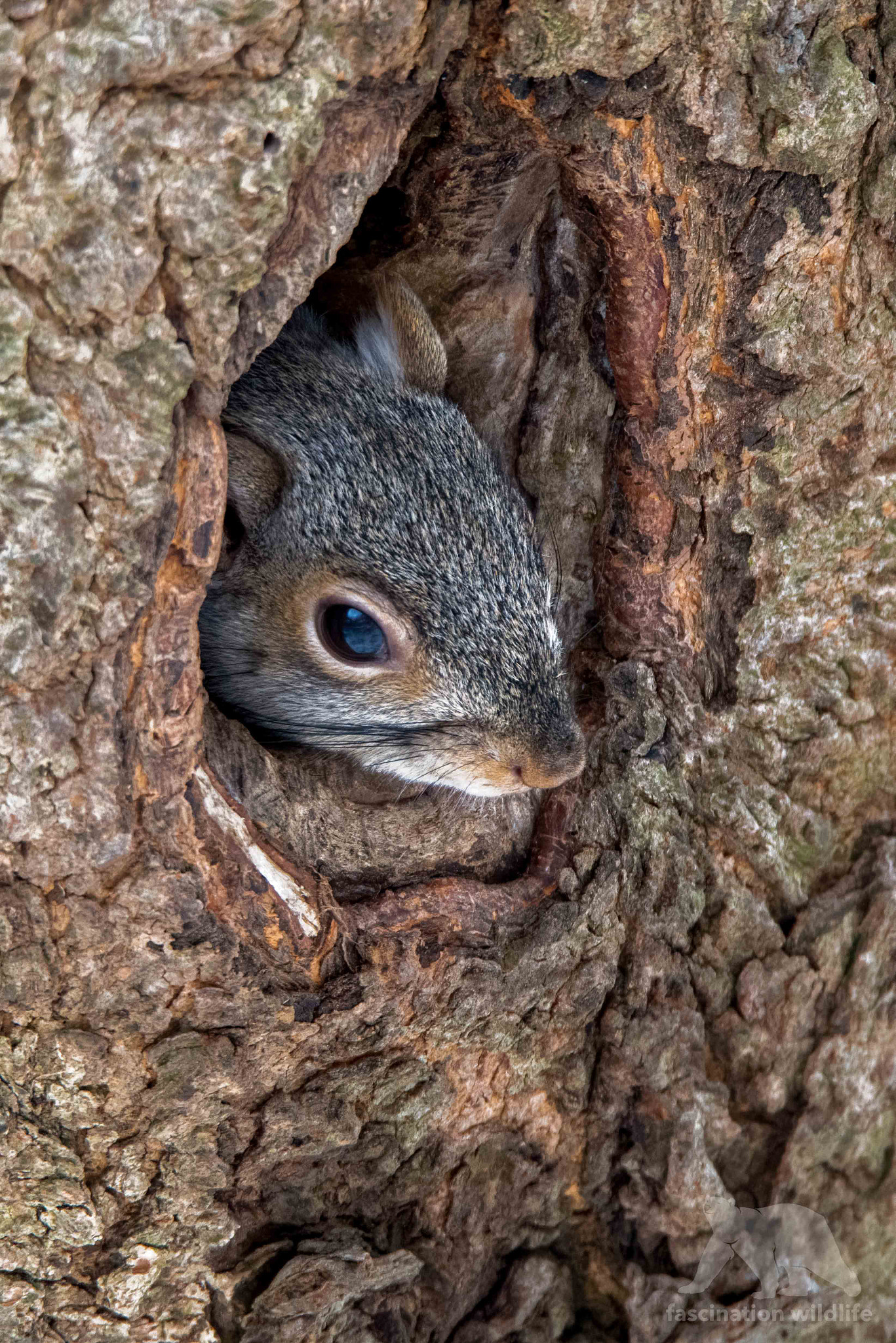 Sigma 150-600mm F5-6.3 DG OS HSM | S sample photo. Eastern grey squirrel photography