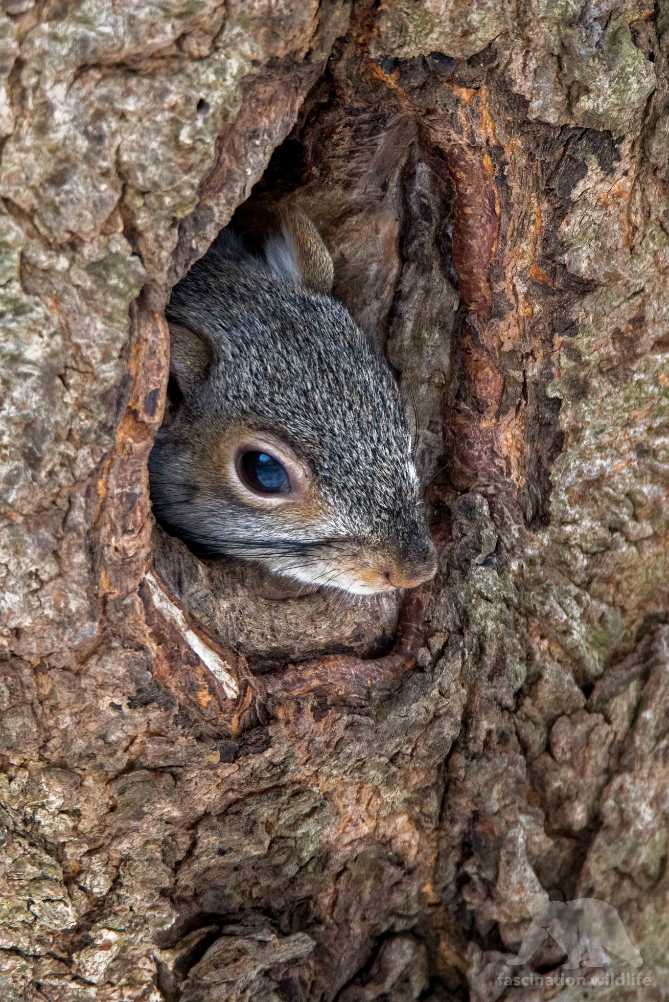 Nikon D850 + Sigma 150-600mm F5-6.3 DG OS HSM | S sample photo. Eastern grey squirrel photography