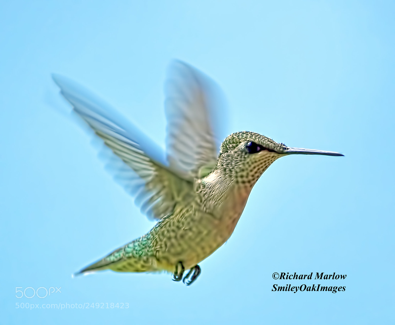 Nikon D5000 sample photo. Hummingbird photography