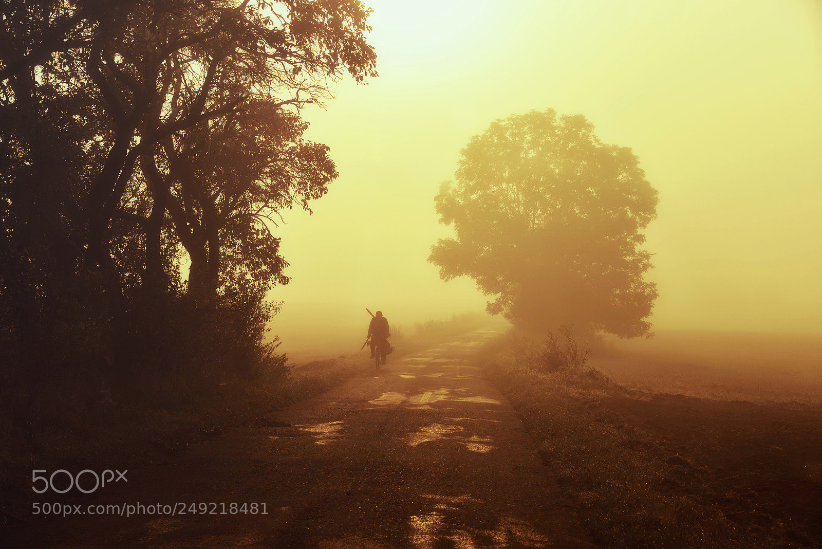 Nikon D610 sample photo. In the morning sun photography