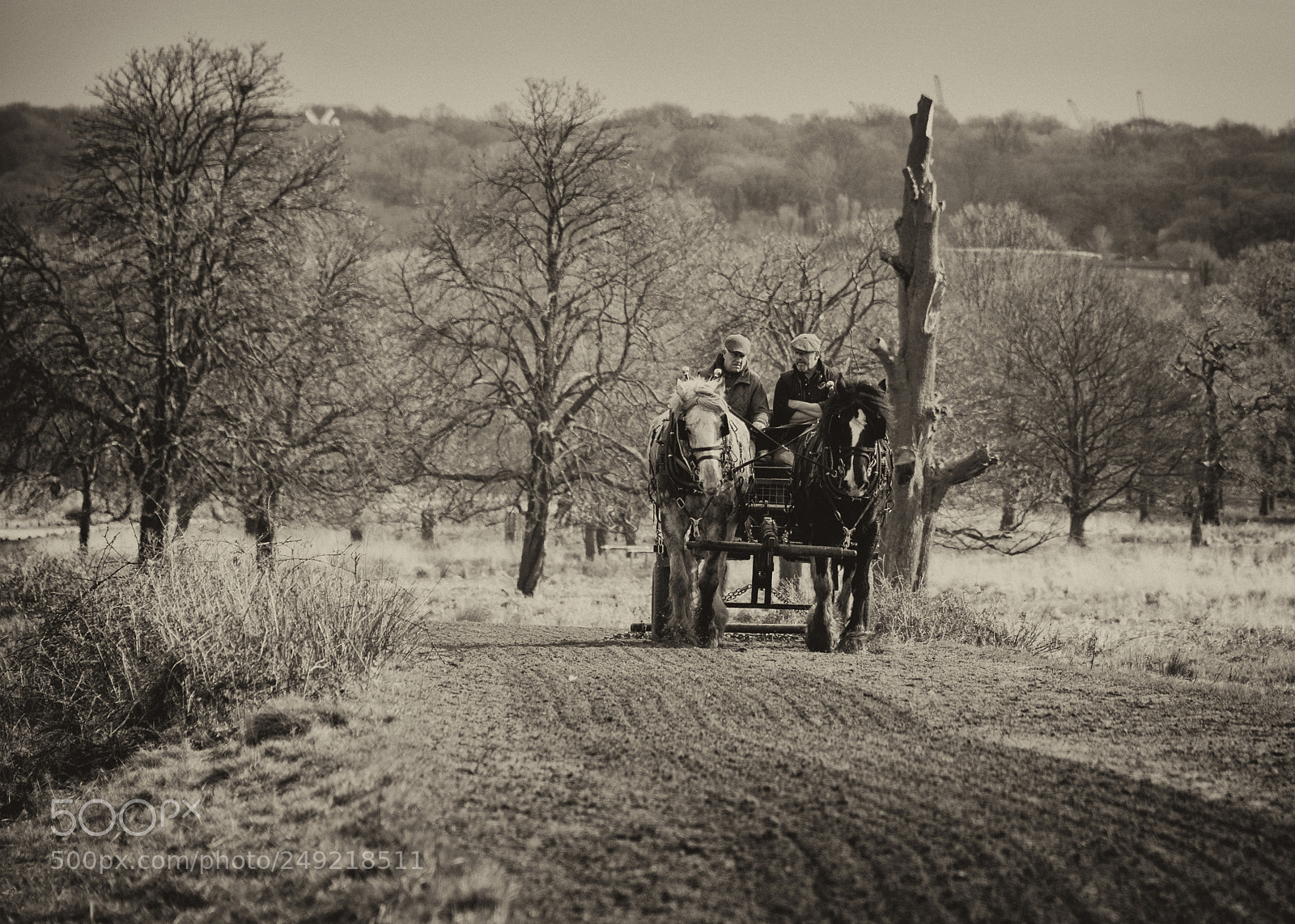 Nikon D810 sample photo. Shire horses at work photography