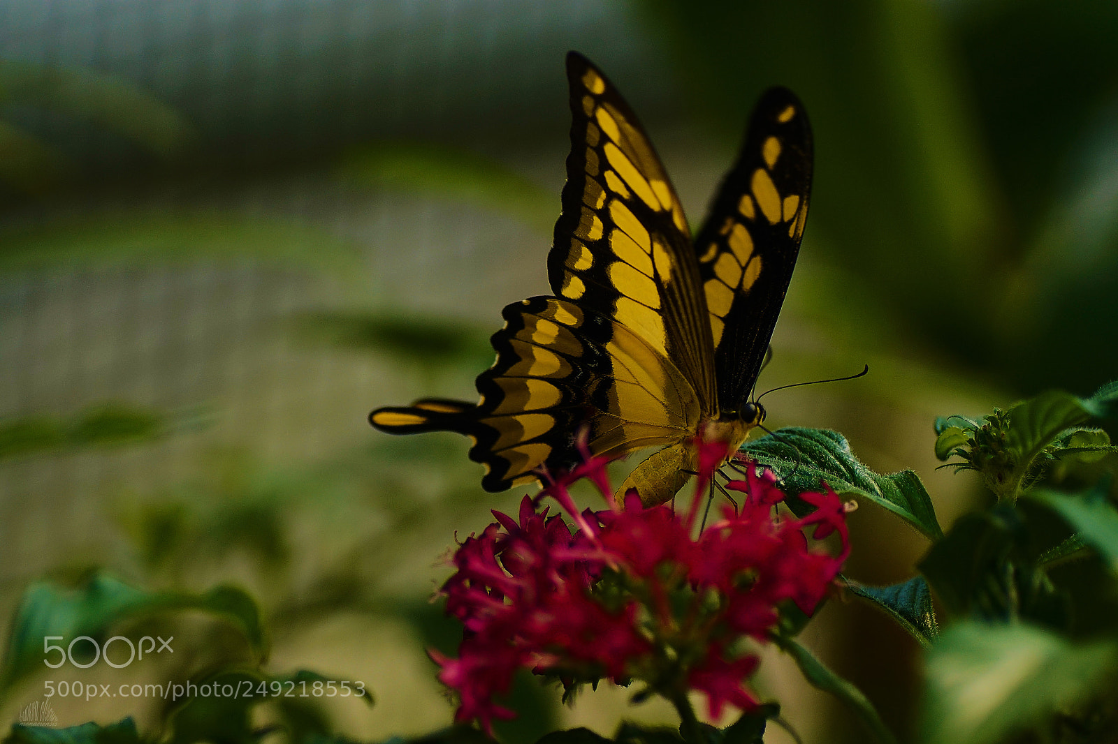 Sony ILCA-77M2 sample photo. King photography