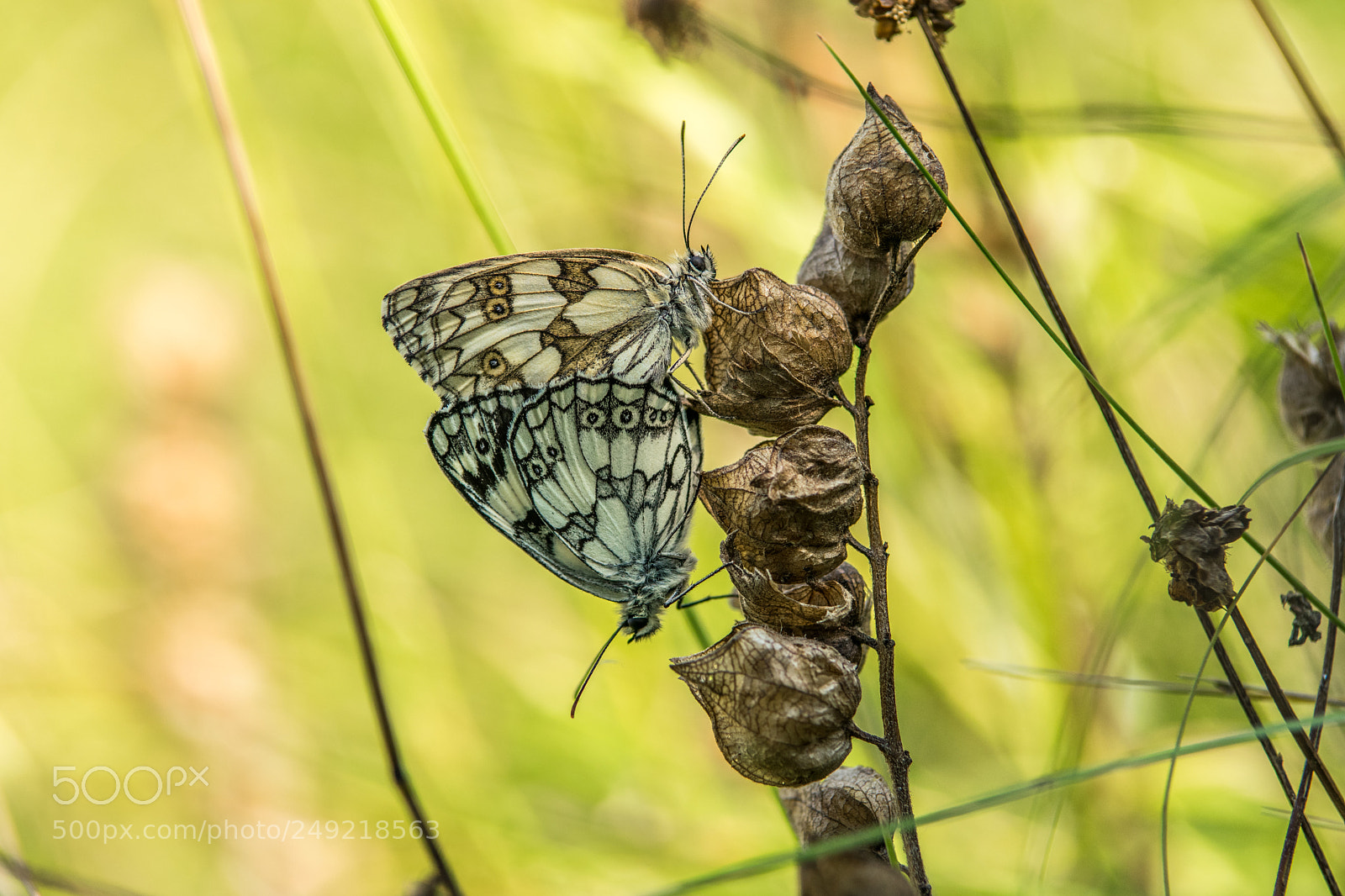 Nikon D5300 sample photo. Butterfly couple photography