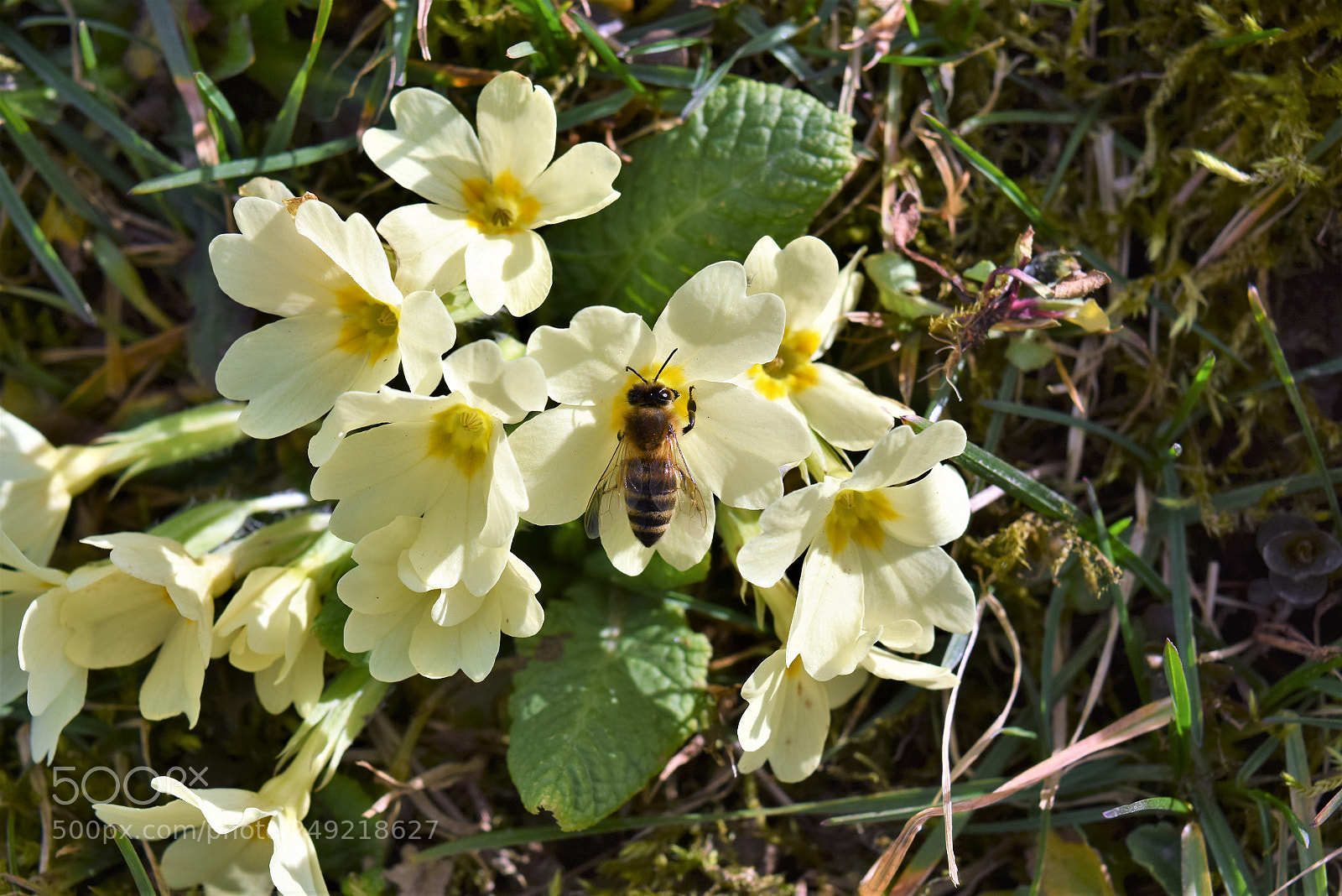 Nikon D3300 sample photo. Hungry bee photography