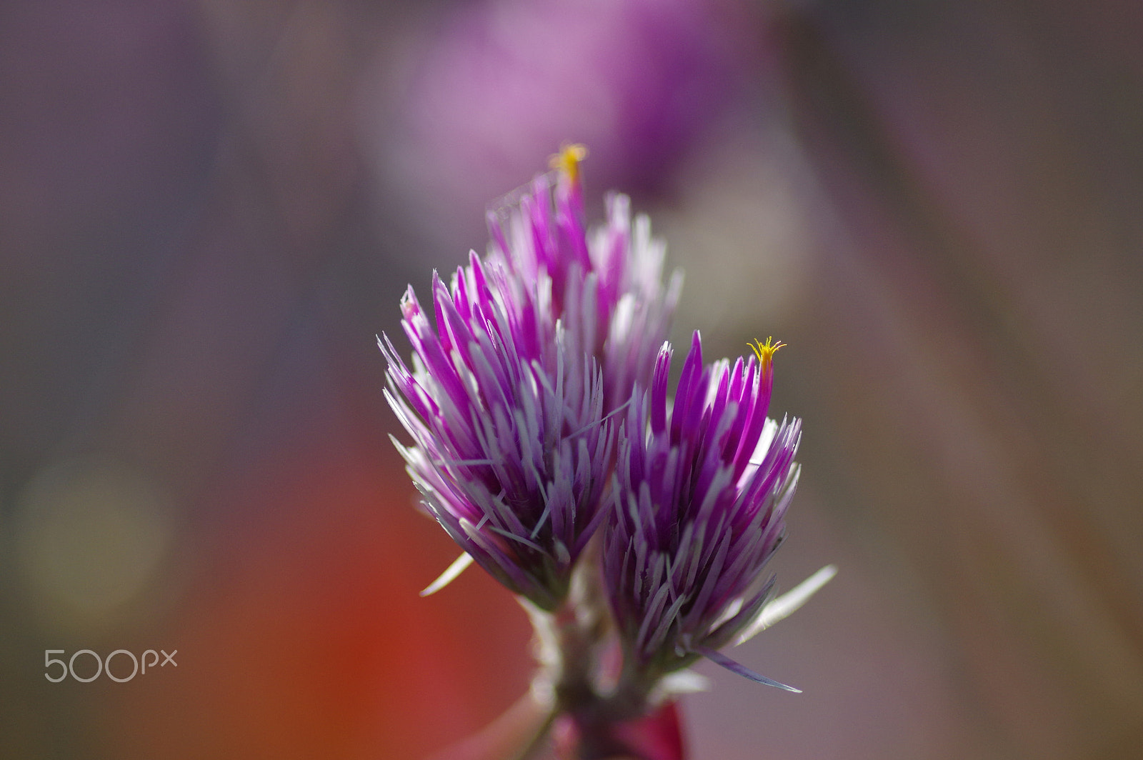 Pentax K-3 II + Pentax smc D-FA 100mm F2.8 Macro WR sample photo. Trifolium and purple bokeh photography