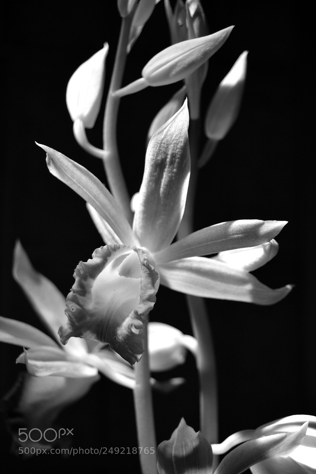 Nikon D5200 sample photo. Orchid_1 photography