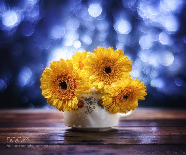 Nikon D5200 sample photo. Yellow gerberas - davide photography