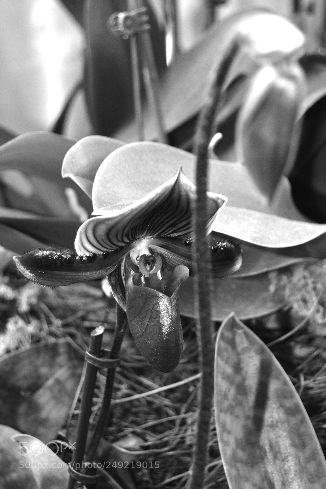 Nikon D5200 sample photo. Lady slipper_1 photography