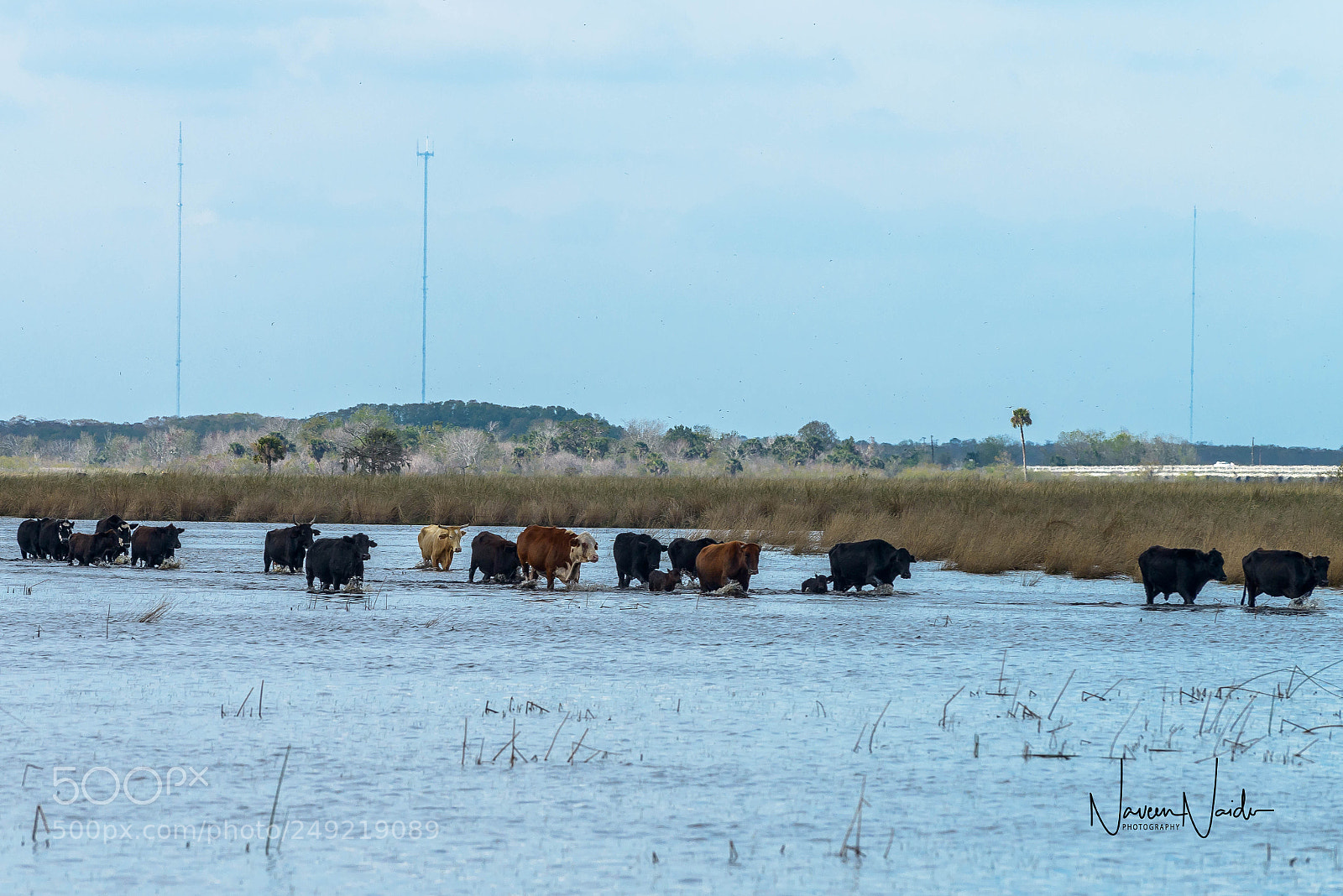 Nikon D800 sample photo. Cattle in the glades photography