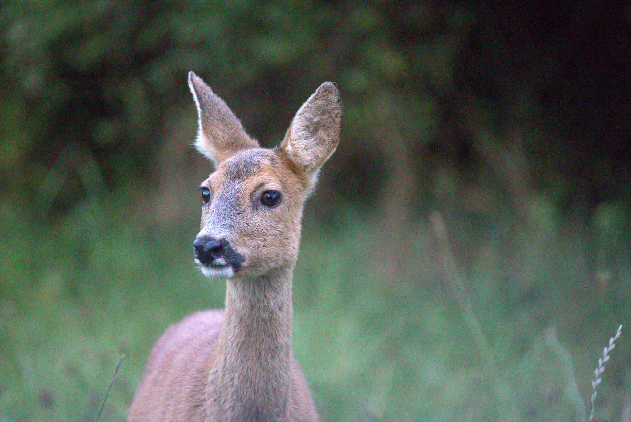 Canon EOS 6D + Sigma 150-600mm F5-6.3 DG OS HSM | C sample photo. Roe deer close up photography