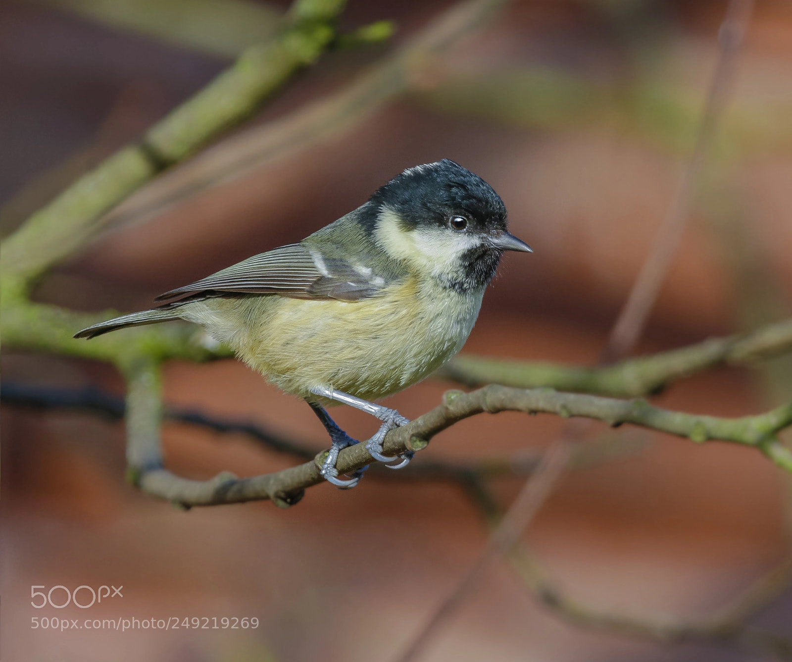Canon EOS 7D Mark II sample photo. Coal tit photography
