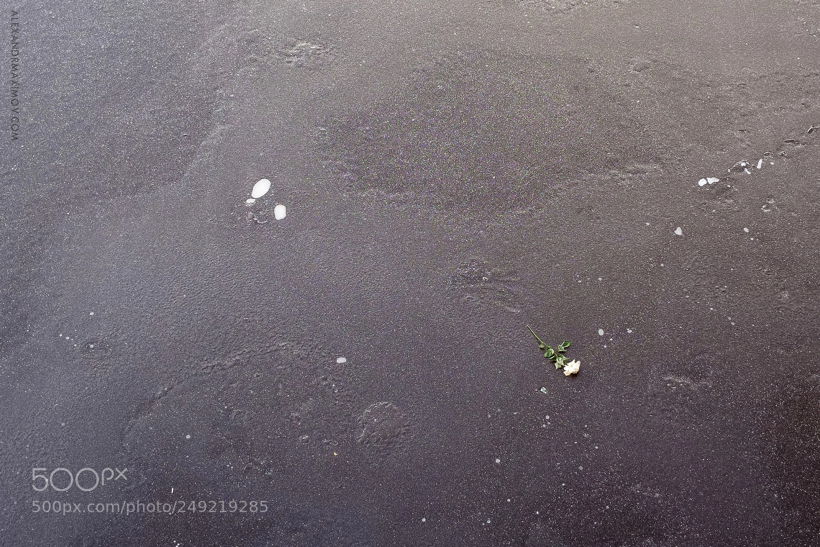 Fujifilm X70 sample photo. Rose & ice photography