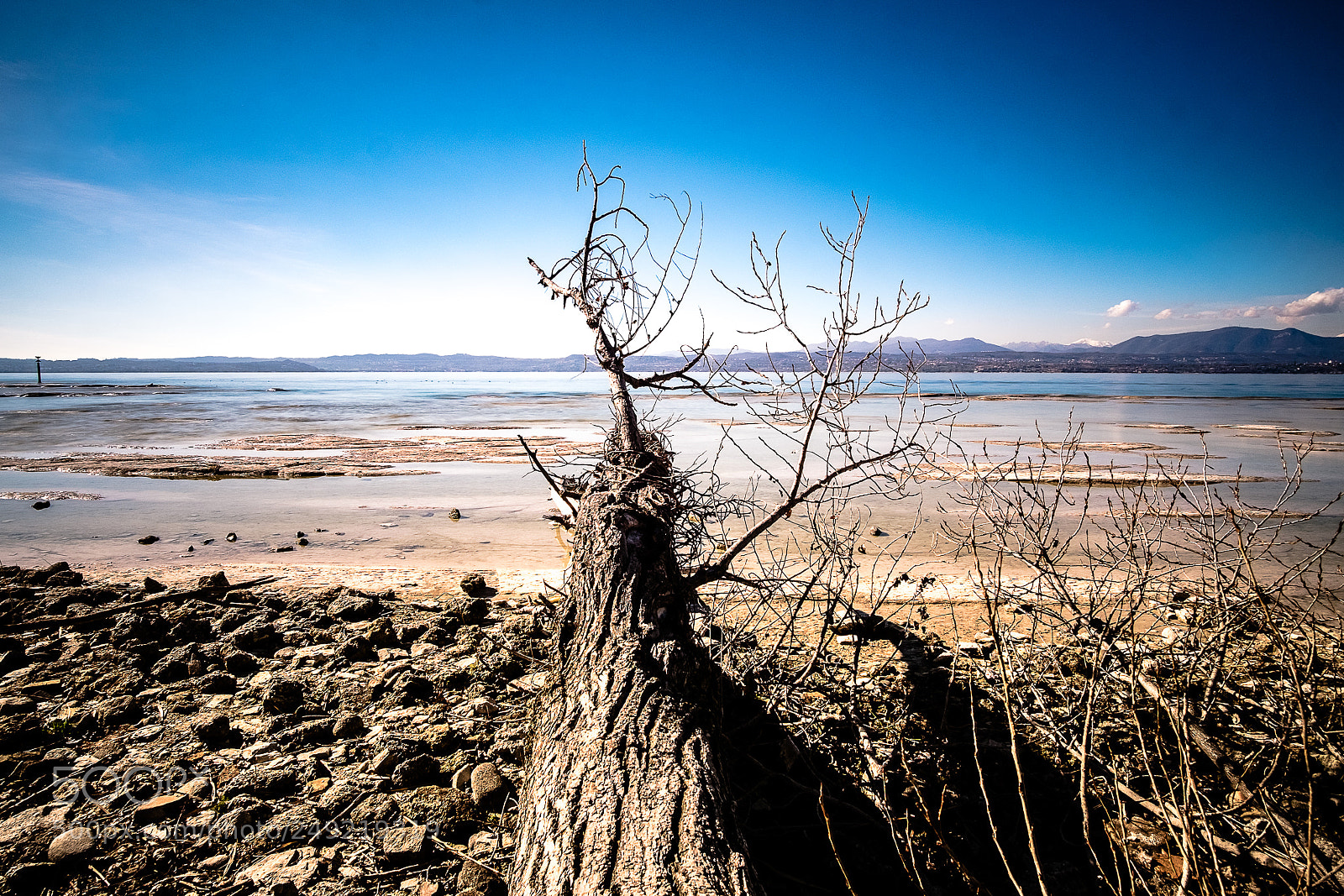 Fujifilm X-T10 sample photo. .. the tree .. photography