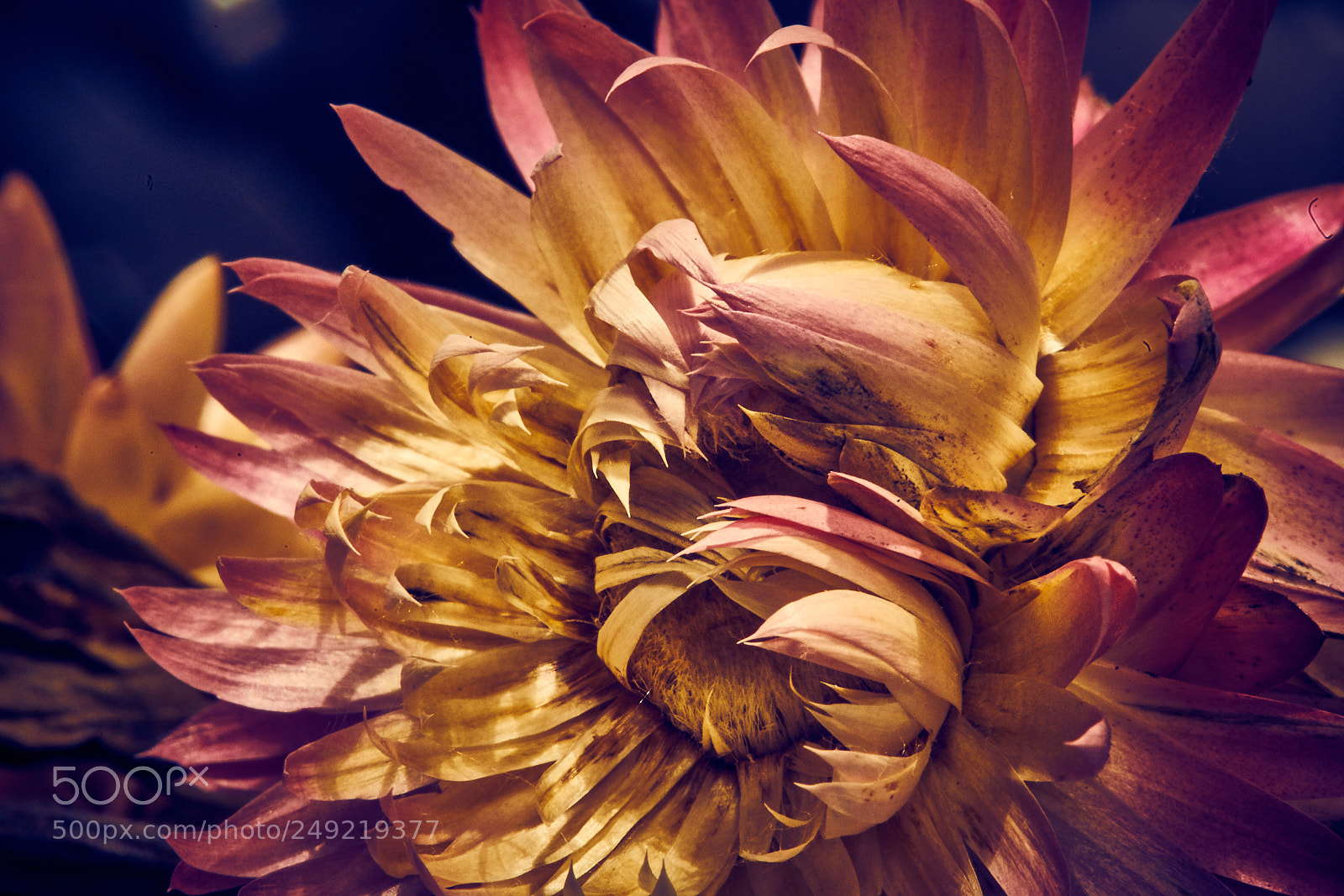 Sony a7R II sample photo. Dry flower photography