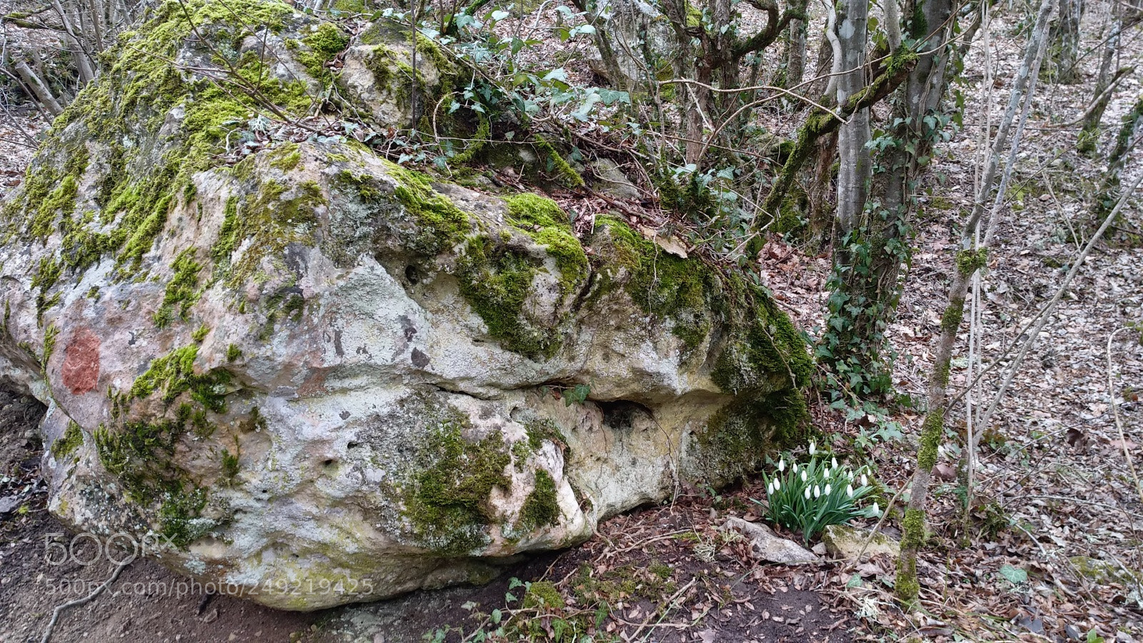 Xiaomi MI MAX 2 sample photo. Untitled photography