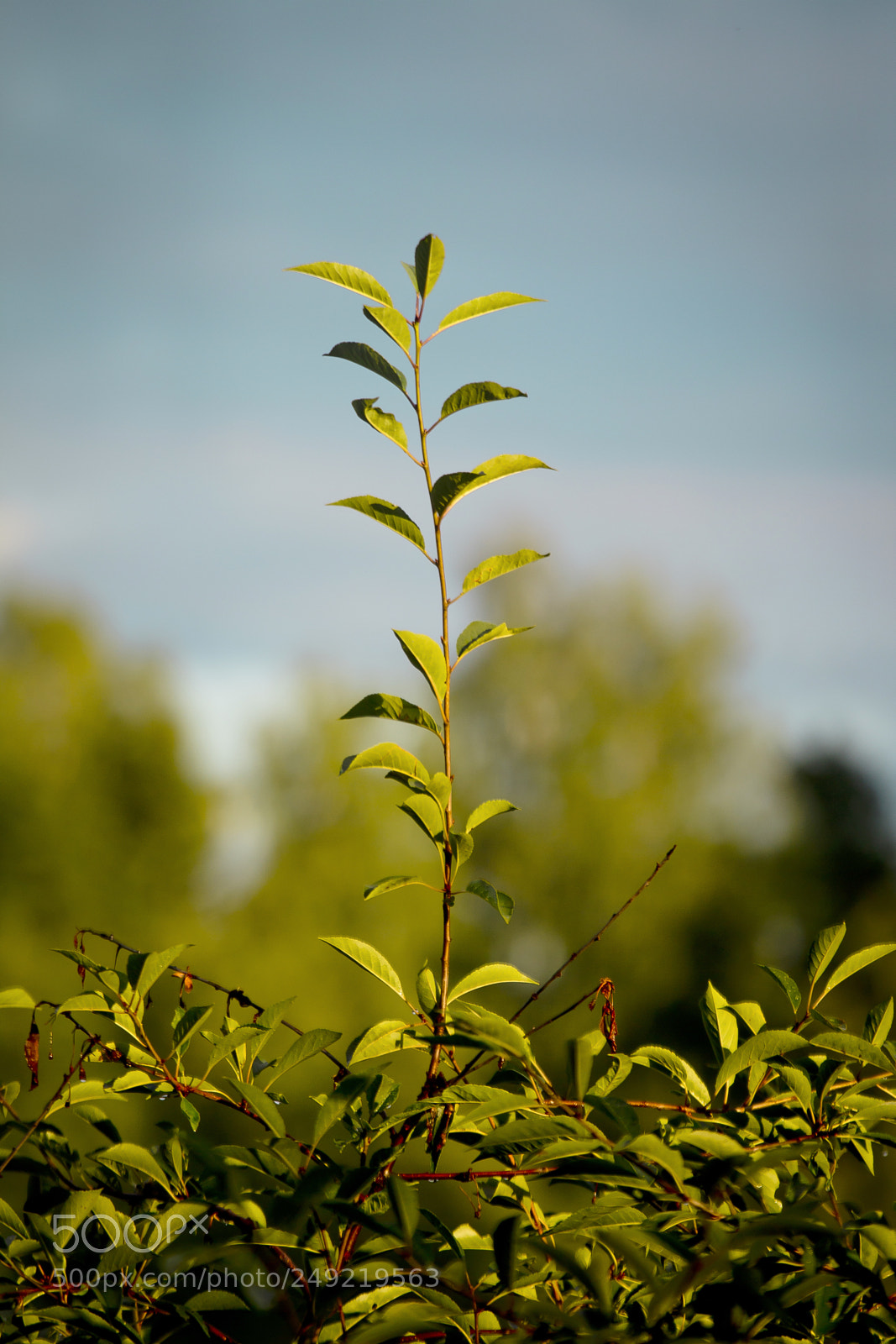 Canon EOS 60D sample photo. Plants photography