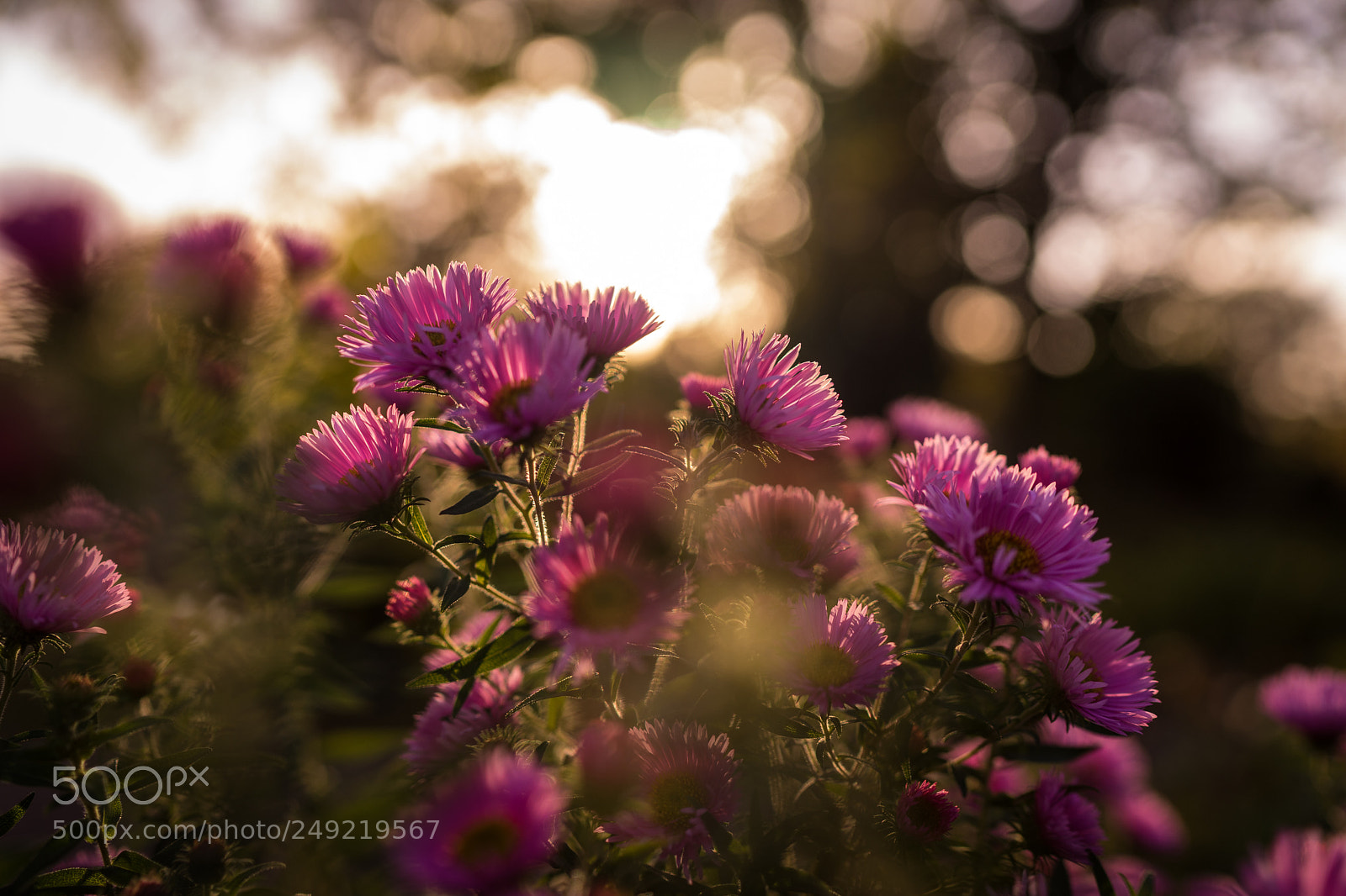 Sony a7 sample photo. Evening poem photography