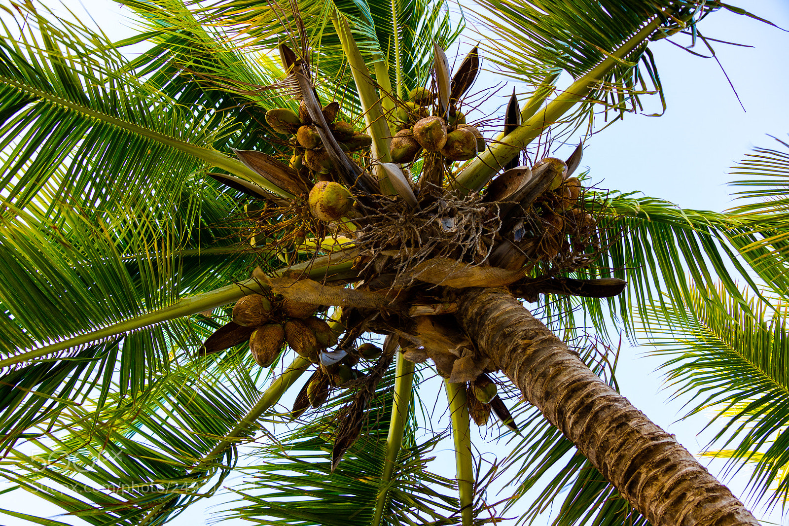 Canon EOS M3 sample photo. Palm tree photography