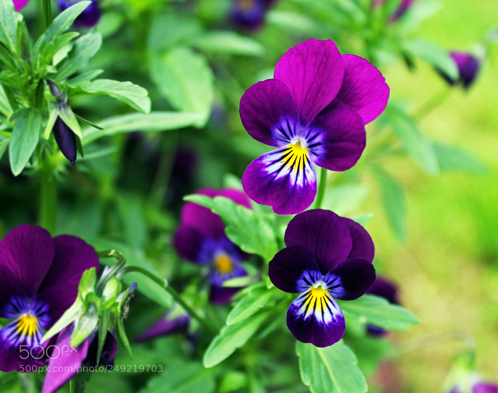 Canon EOS 1100D (EOS Rebel T3 / EOS Kiss X50) sample photo. Pansies photography