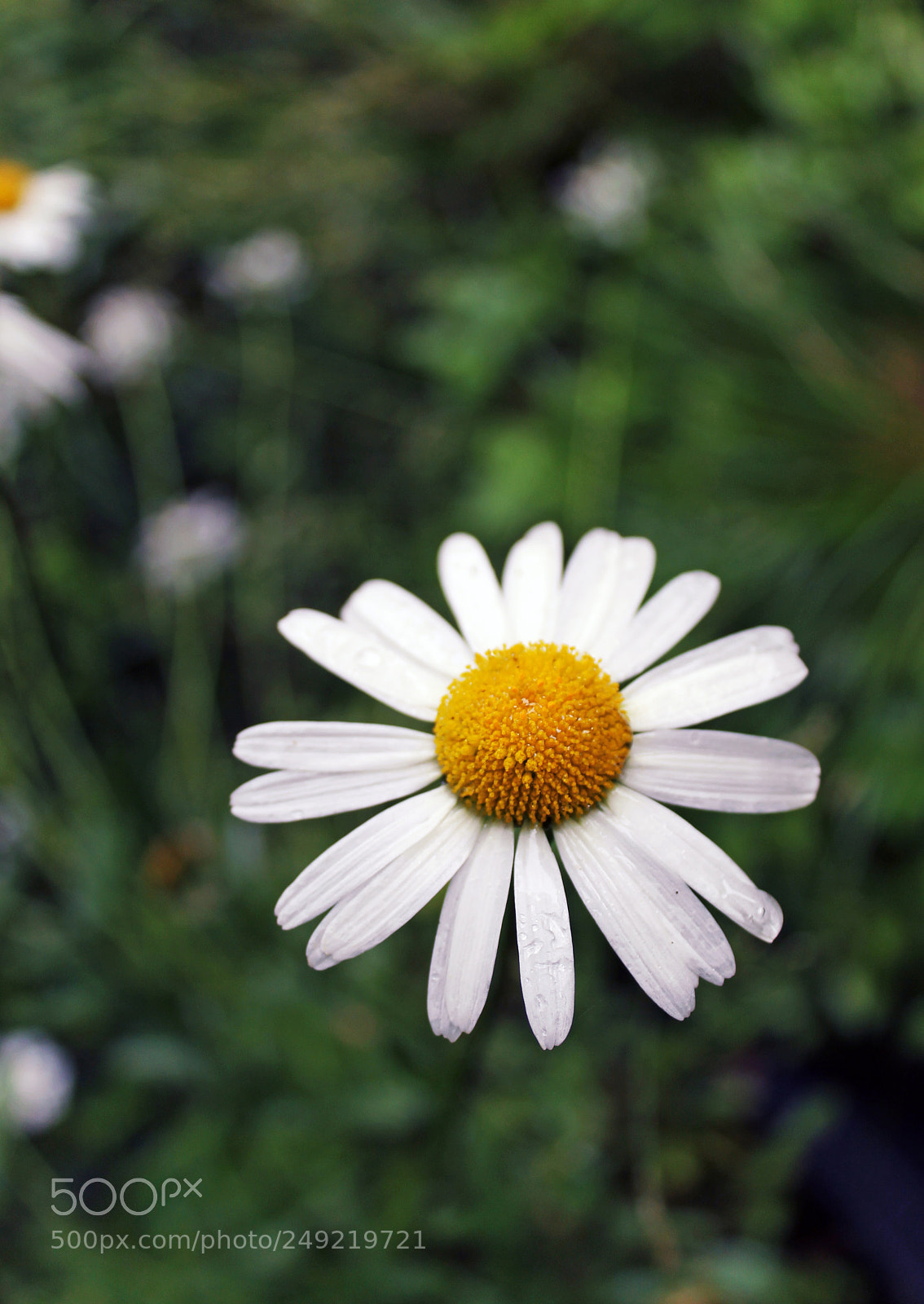 Canon EOS 1100D (EOS Rebel T3 / EOS Kiss X50) sample photo. Camomile photography