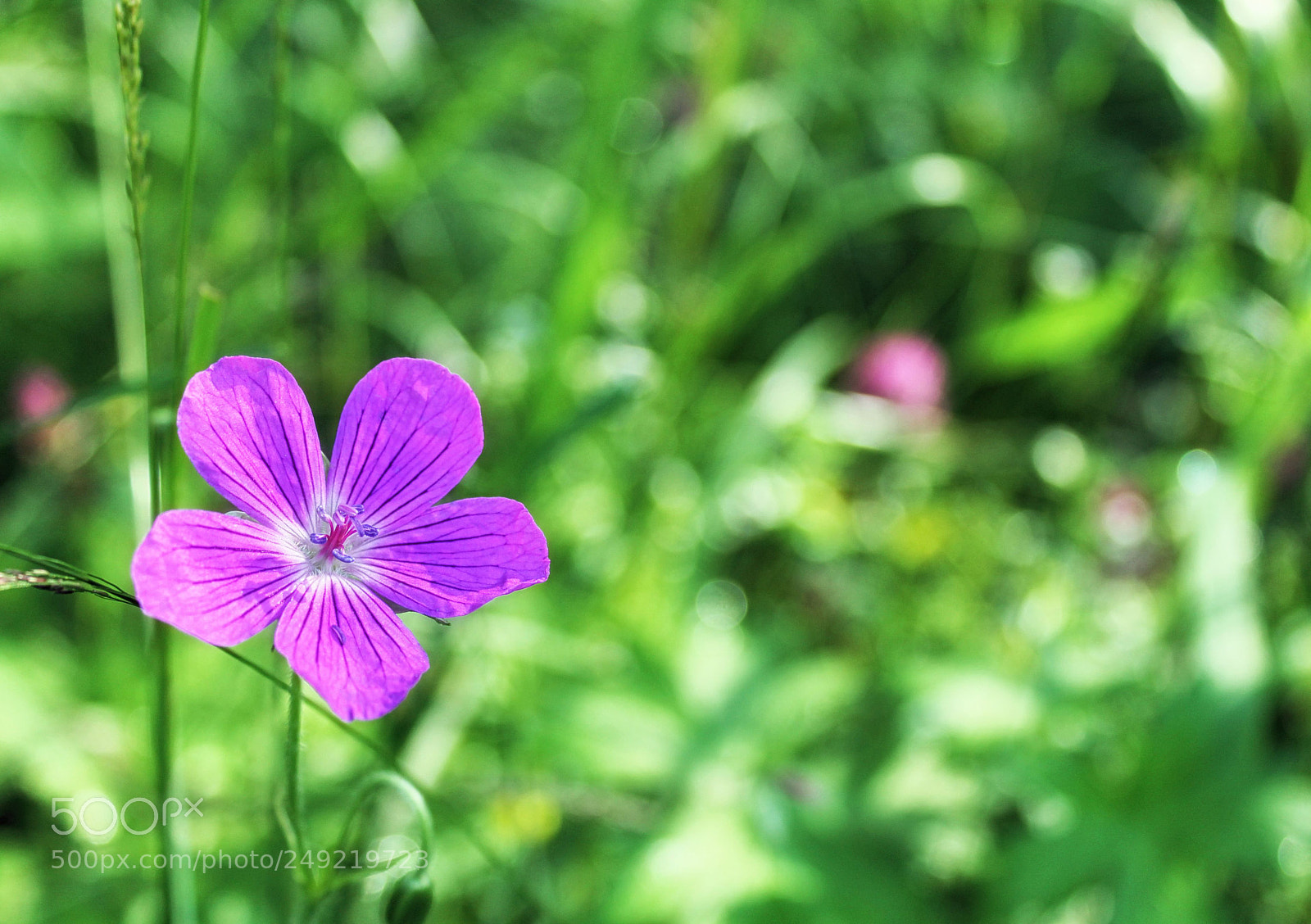 Canon EOS 1100D (EOS Rebel T3 / EOS Kiss X50) sample photo. Wild geranium photography