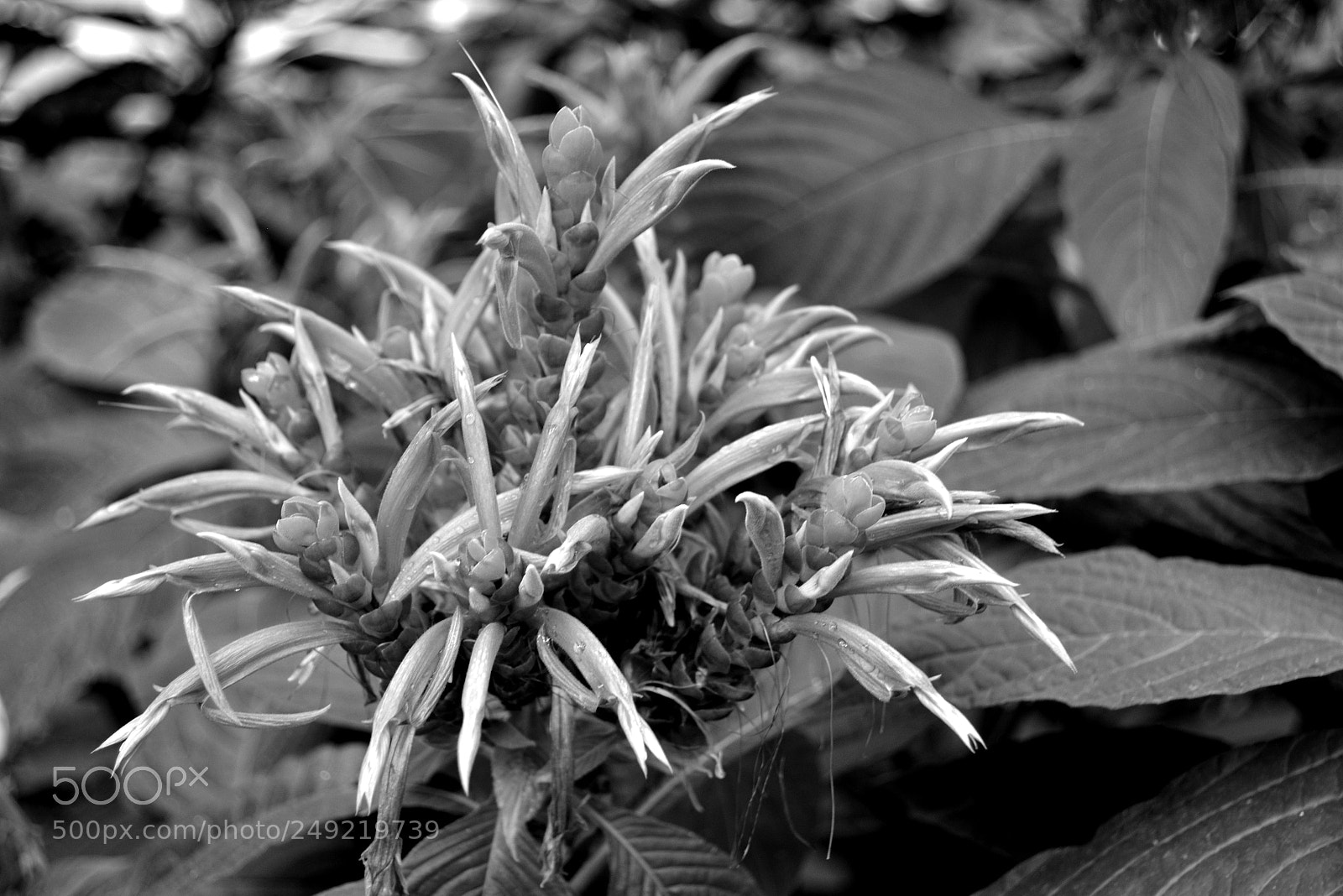 Nikon D5200 sample photo. Wild orchid_1 photography