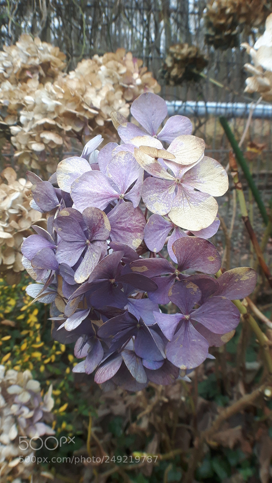 Samsung Galaxy S5 Neo sample photo. 20171224_124132.jpg photography