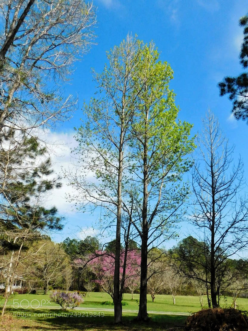 Nikon Coolpix B500 sample photo. Two trees, standing tall photography