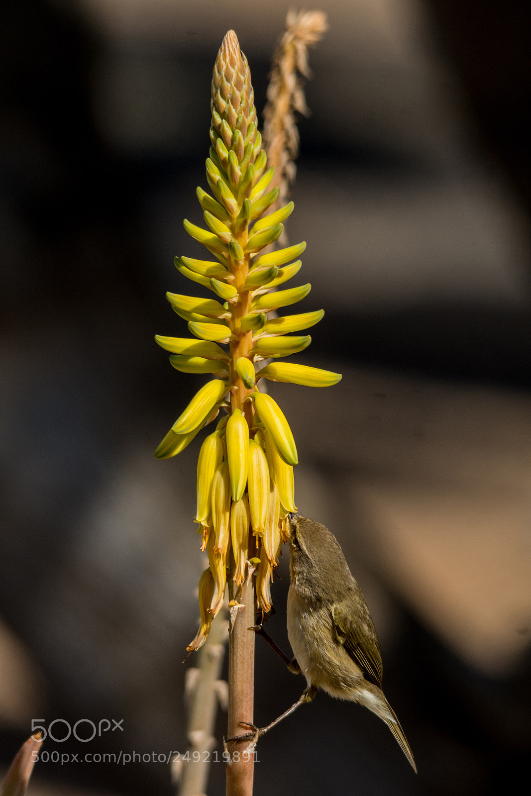 Nikon D7100 sample photo. Canary islands chiffchaff photography