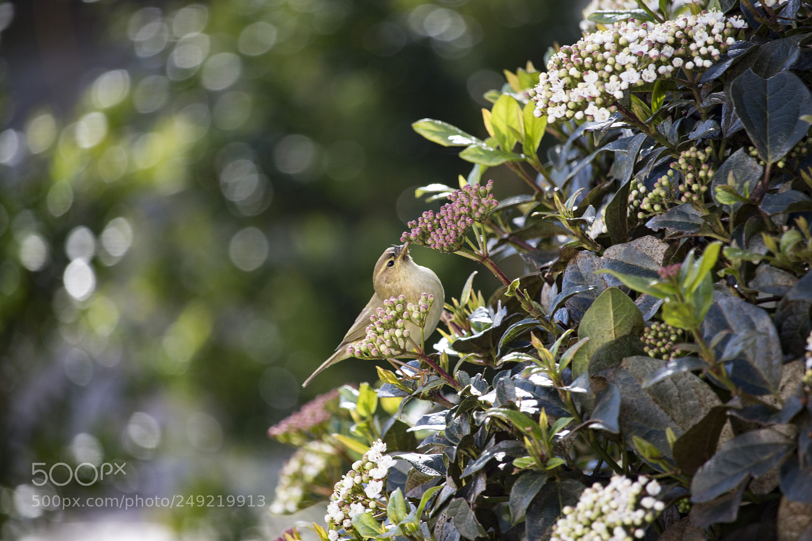 Canon EOS 700D (EOS Rebel T5i / EOS Kiss X7i) sample photo. Bird photography