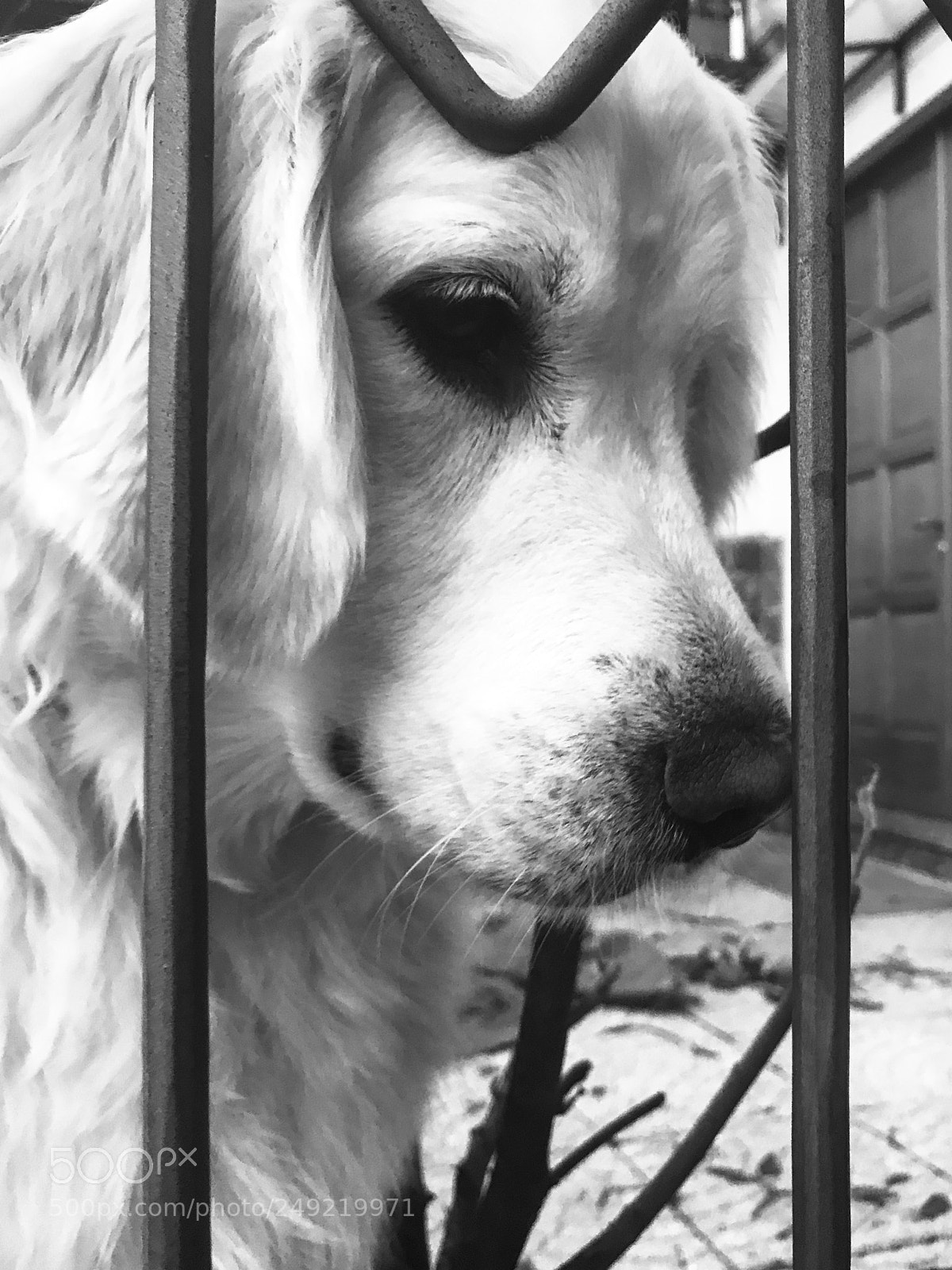 Apple iPhone 7 sample photo. Dog photography