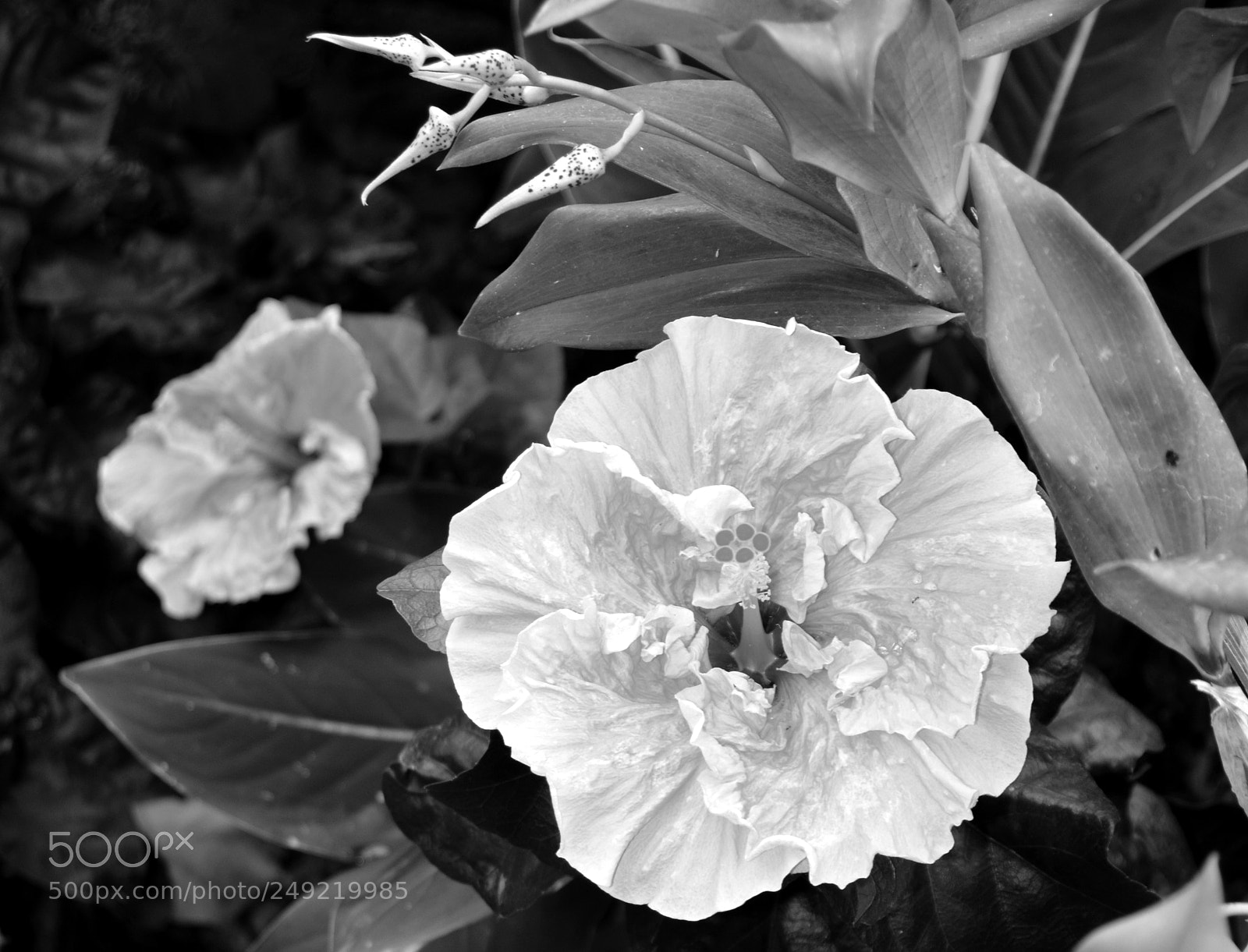 Nikon D5200 sample photo. Large flower_1 photography
