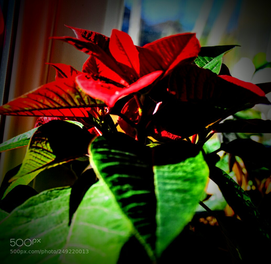 Nikon D5300 sample photo. Rrd...winter flower photography