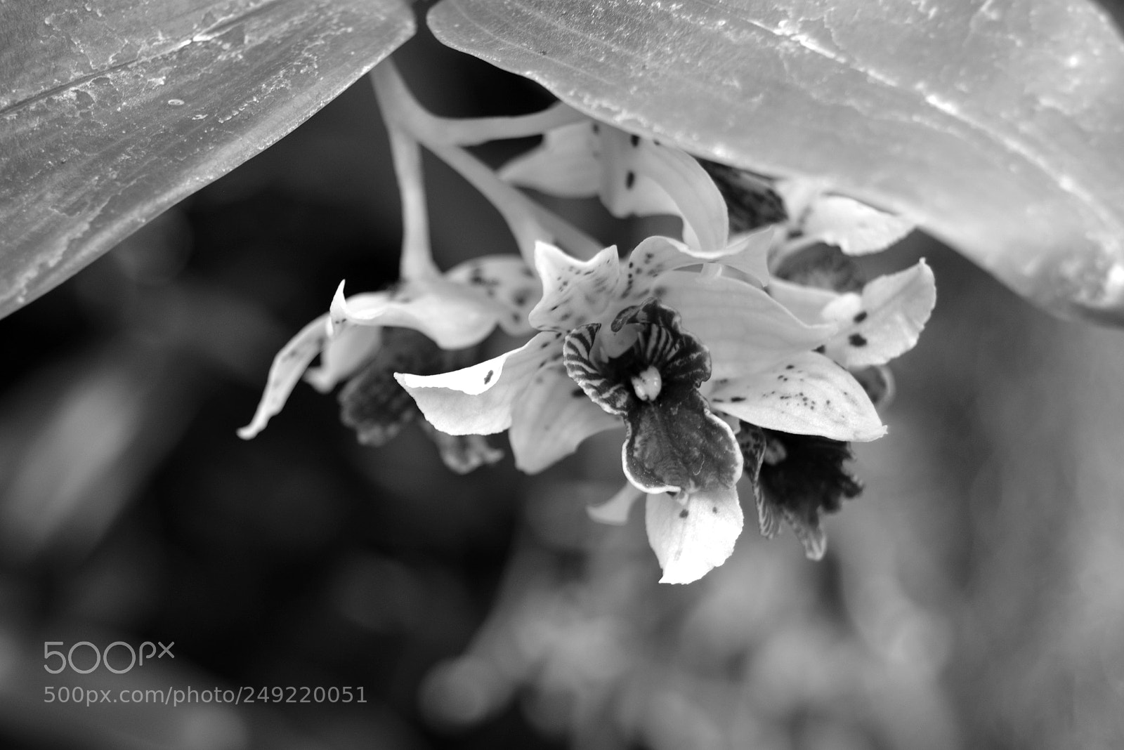 Nikon D5200 sample photo. Micro orchid_1 photography